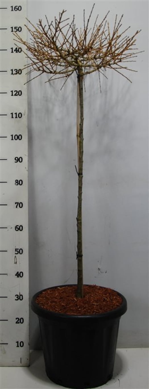Larix kaempf. 'Diana' - 90 CM Stem C25